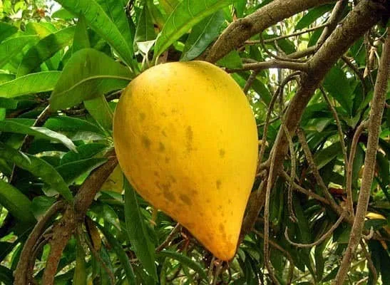 এগফ্রুড কলম