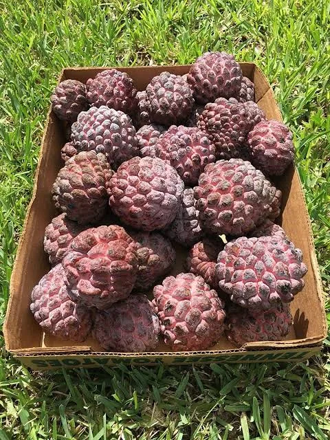লাল শরিফা