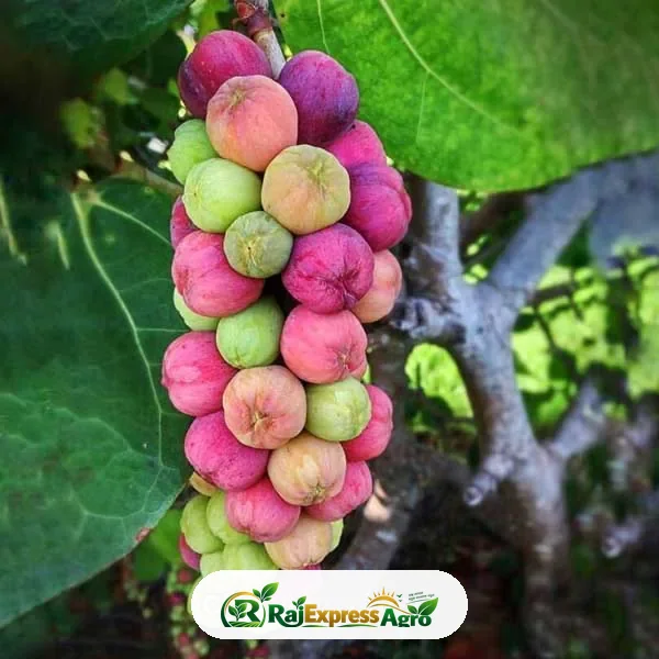 সি গ্রেপ (সামুদ্রিক আঙ্গুর)