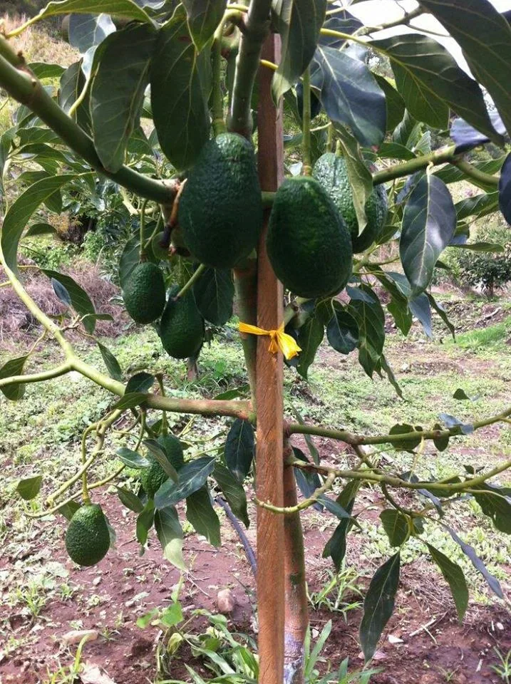 ফুয়ের্তে অ্যাভোকাডো গাছ