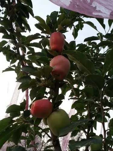 আপেল হরিমন ৯৯