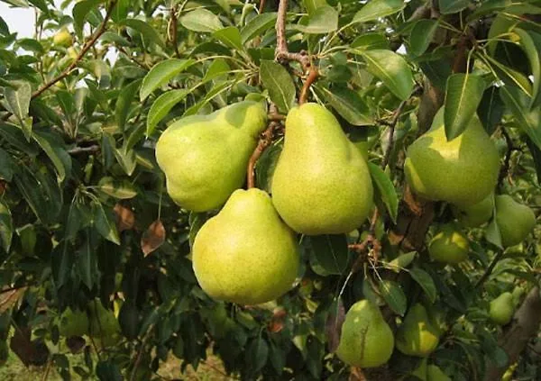 নাস্পাতি কলম