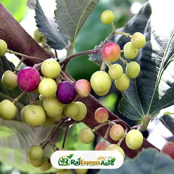 ফলসা
