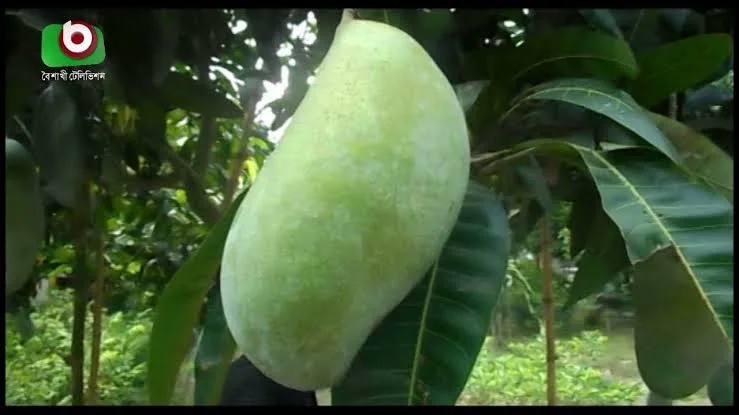 ব্রুনাই কিং