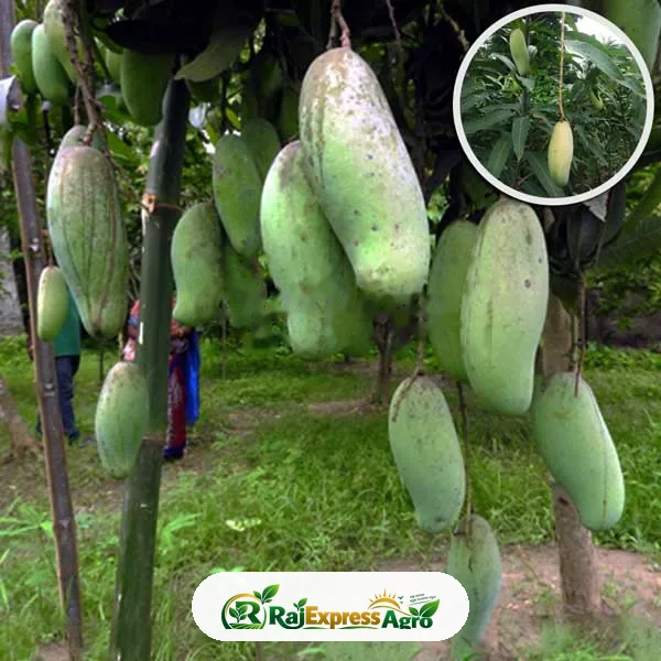 ব্যানানা ম্যাংগো