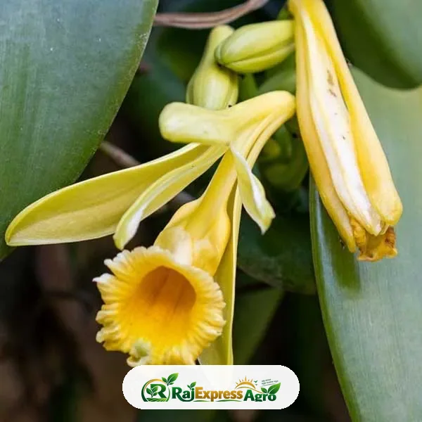 ভ্যানিলা