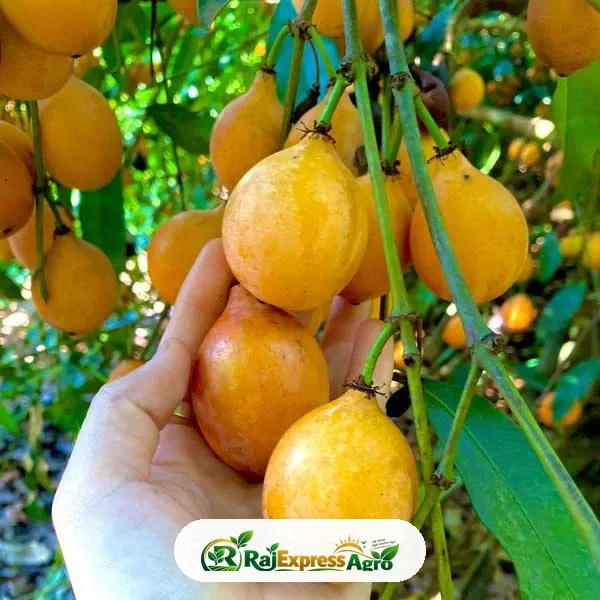 আচাচা কলমের গাছ