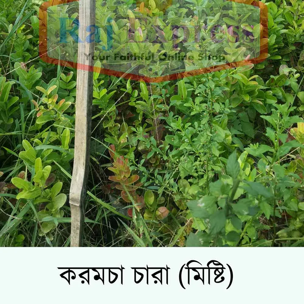 করামচা