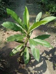 চালতা