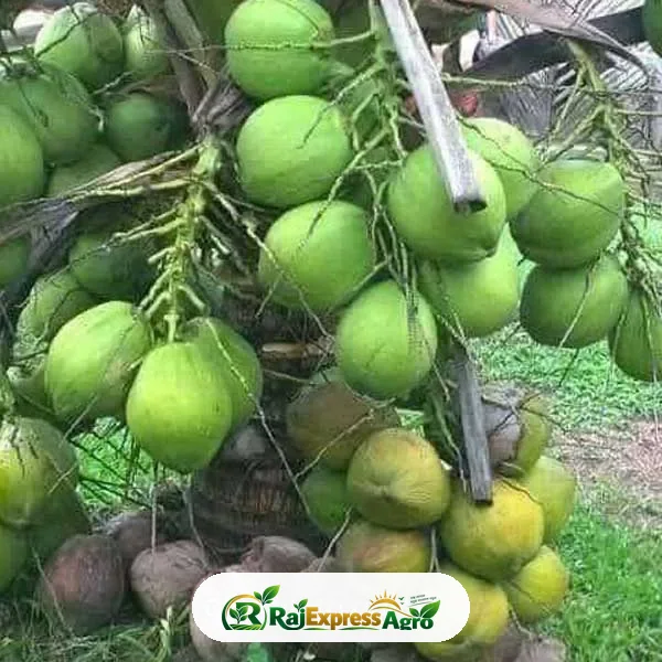 ভিয়েতনামি হাইব্রিড নারিকেল চারা