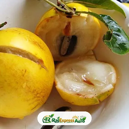 জায়ান্ট আবিউ