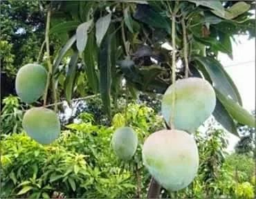 বারি-৪ আম