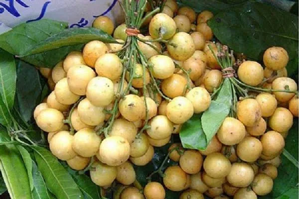 লটকন কলম