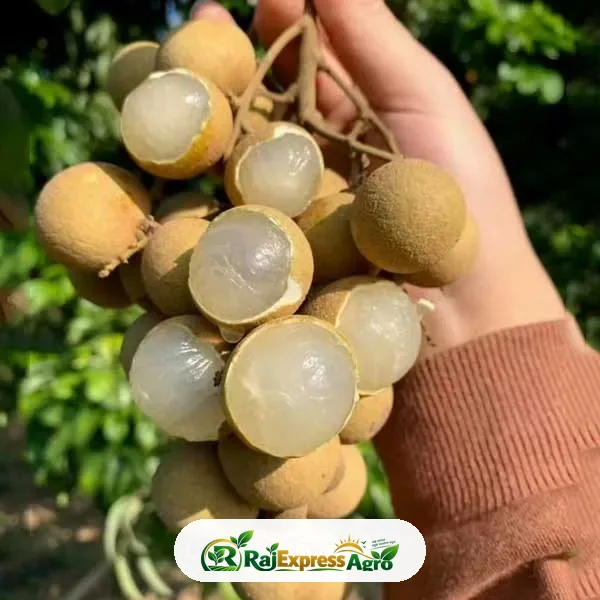 বিউ কিউ লংগান (বাণিজ্যিক জাত)
