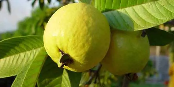 গোল্ডেন ৮ পেয়ারা