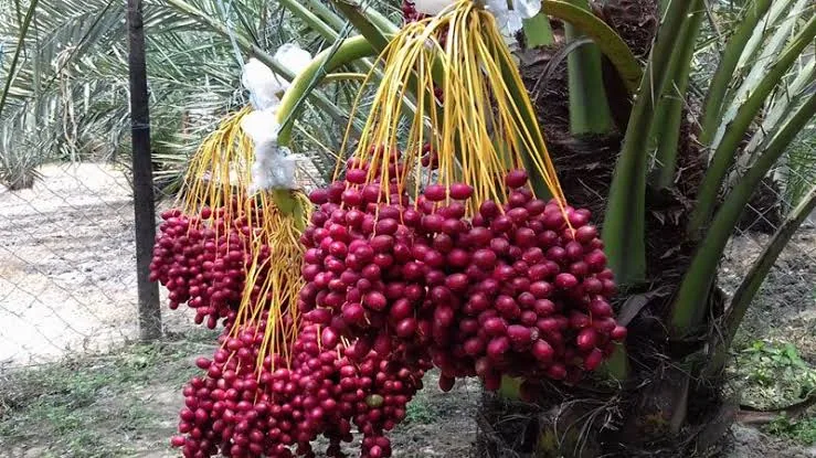 আজোয়া খেজুর
