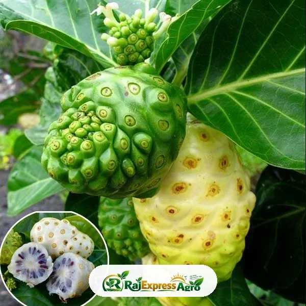 ননীফল