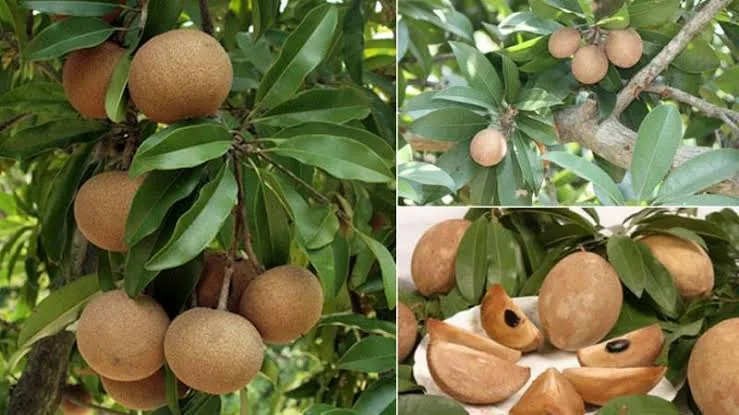 থাই ছবেদা