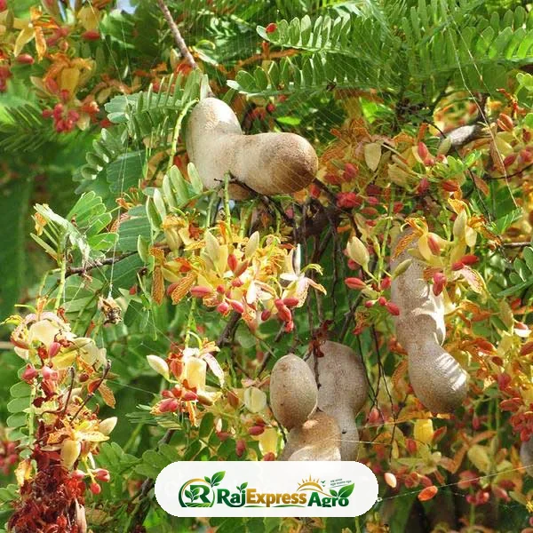 থাই মিষ্টি তেঁতুল