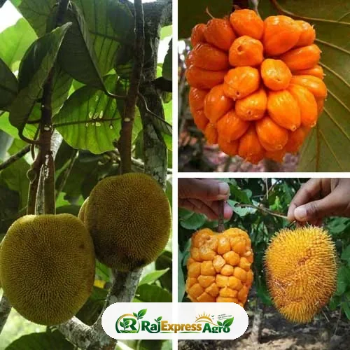 চাপালিশ কাঁঠাল