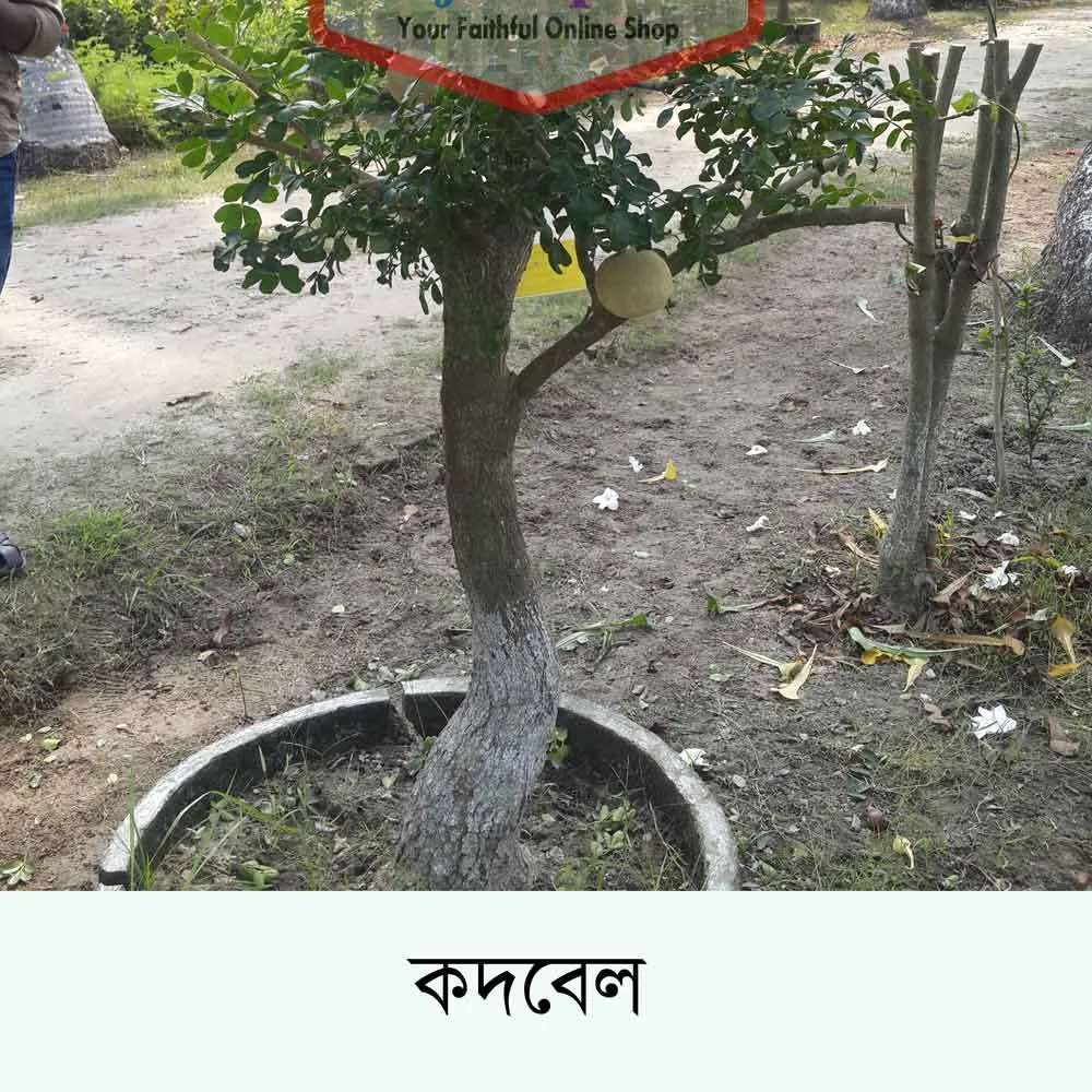 থাই বড় বেল