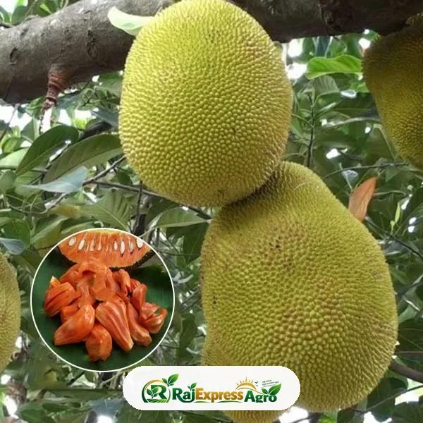 ভিয়েতনামি লাল কাঁঠাল