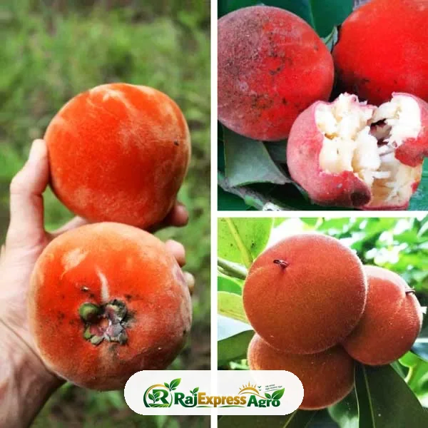 বিলাতি গাব