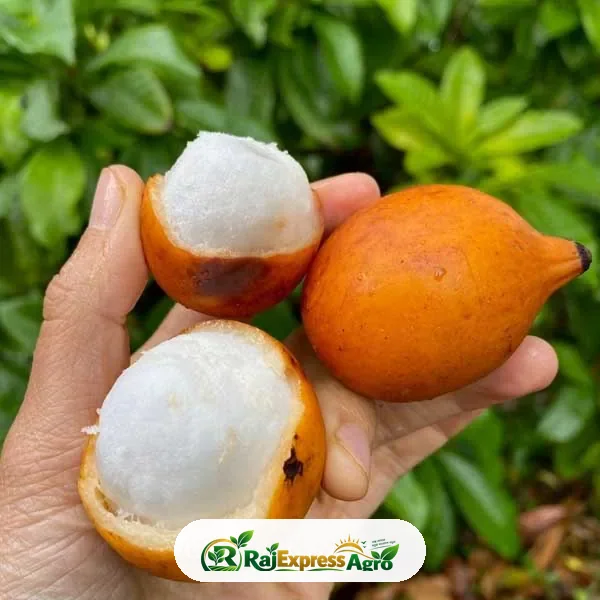আচাচা কলমের গাছ