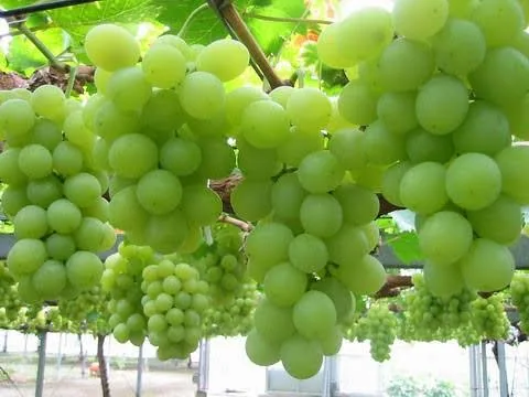 দেশি আঙুর