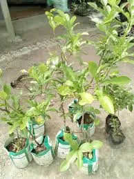 সাতকড়া