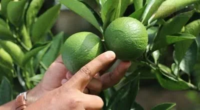 মাল্টা বারি-১
