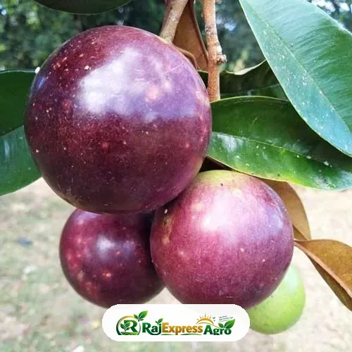 স্টার আপেল (মিল্ক ফ্রুট)