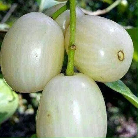 বারোমাসি সাদা জাম