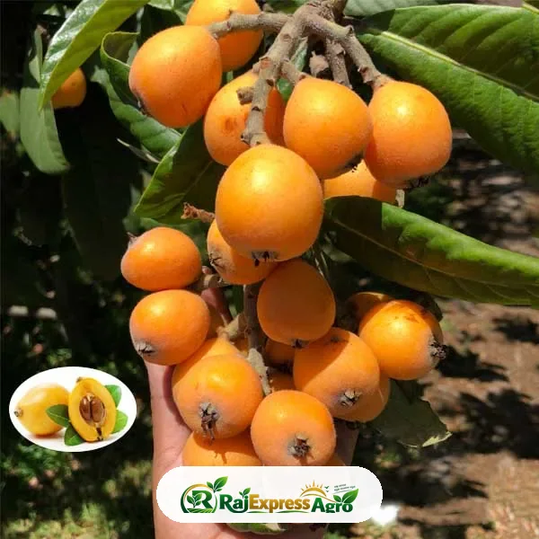 বারমাসি লোকাট