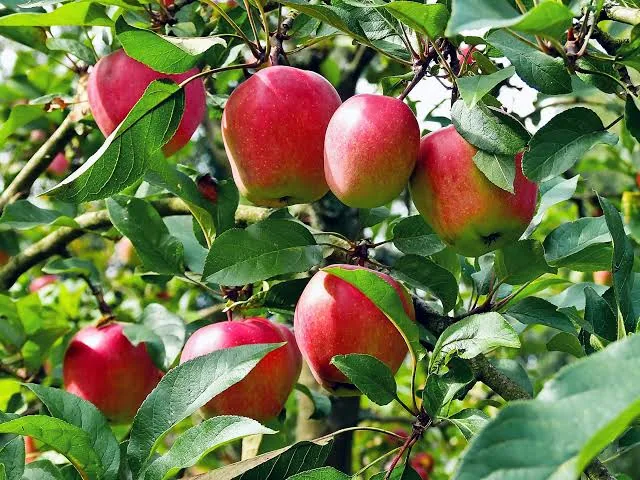 আপেল আন্না