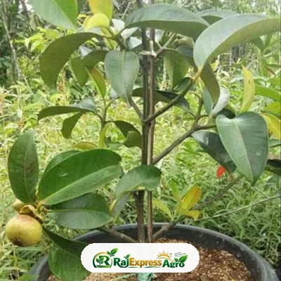 ম্যাঙ্গোস্টিন