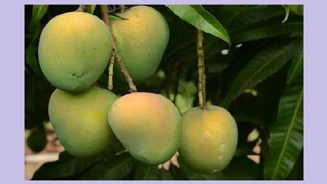 হাড়ি ভাঙা