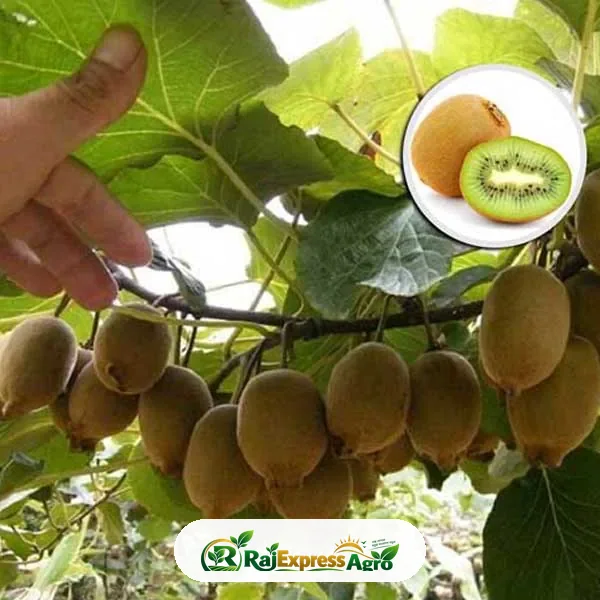 কিউই