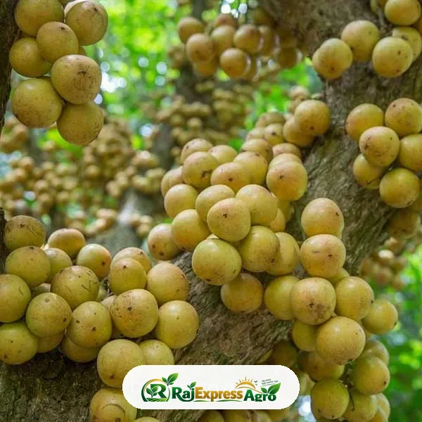 লটকন