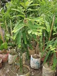 আমলকি দেশি