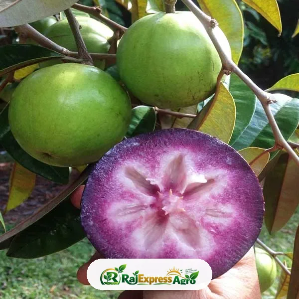 স্টার আপেল (মিল্ক ফ্রুট)