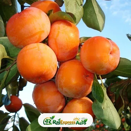 কস্টাটা পার্সিমন গাছ