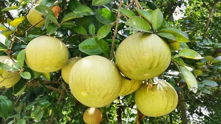 স্টার রুবি গ্রেপফ্রুট গ্রেপফ্রুট/জাম্বুরা গাছ