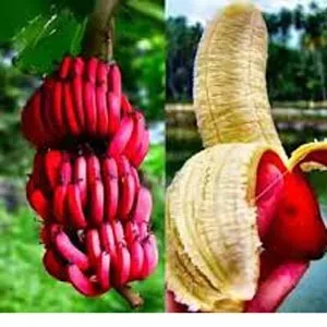 লাল কলা