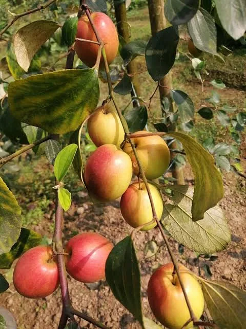 সিডলেস কুল