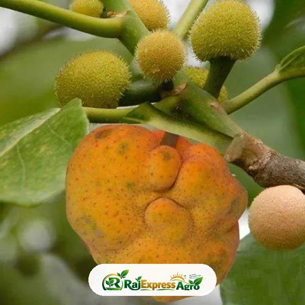 ডেওয়া কলমের গাছ