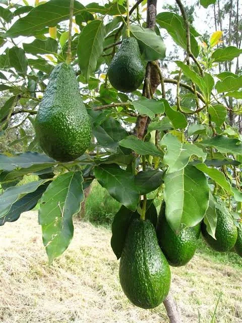 এভোকেডো কলম