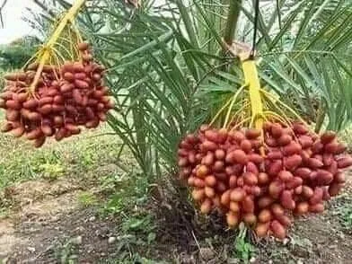 সৌদি খেজুর মরিওম