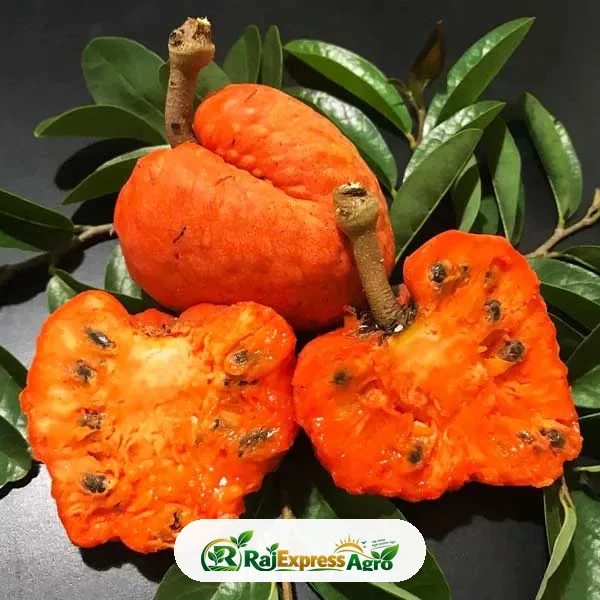 অ্যানোনা স্পাইনসেন্স