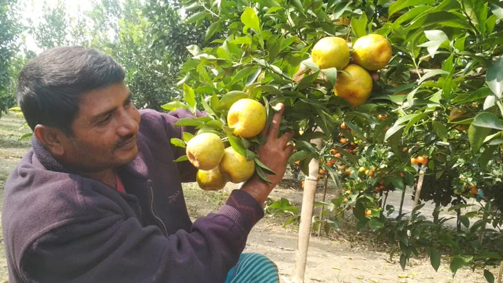 দাজিলিং কমলা